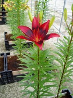 [1621 PupArt No02.JPG]